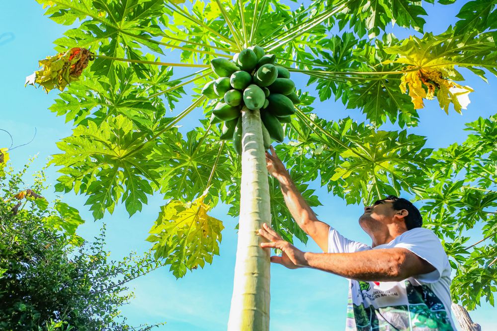 Projeto Piauí