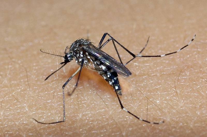 Mosquito Aedes aegypti é o transmissor da dengue, zika e chikungunya
