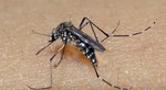 Criança morre em 2025 por dengue no Piauí; números de casos aumentam em comparação com 2024