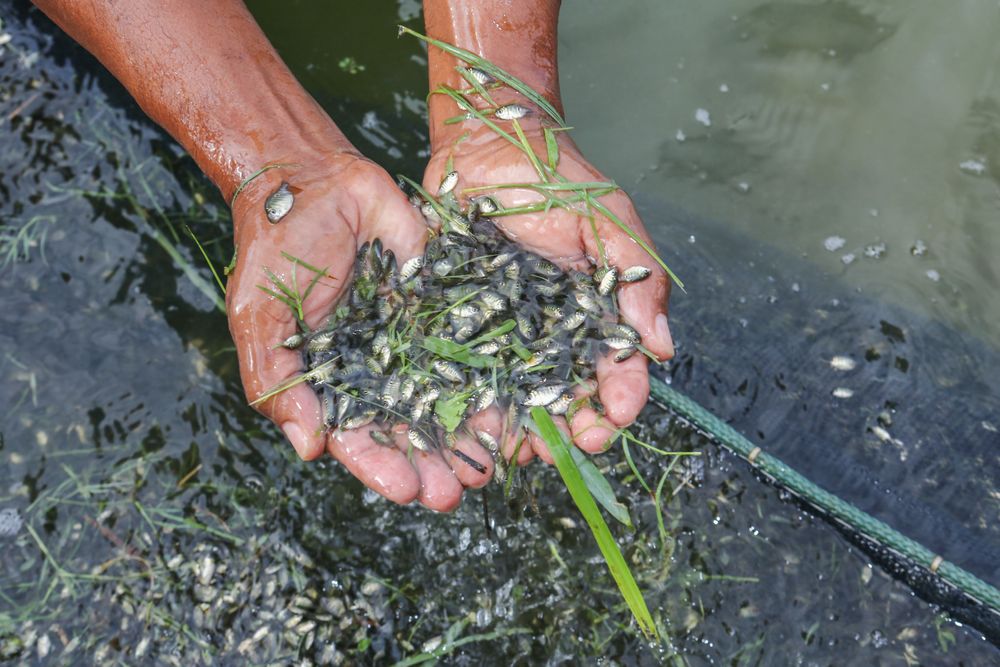 Peixes alevinos