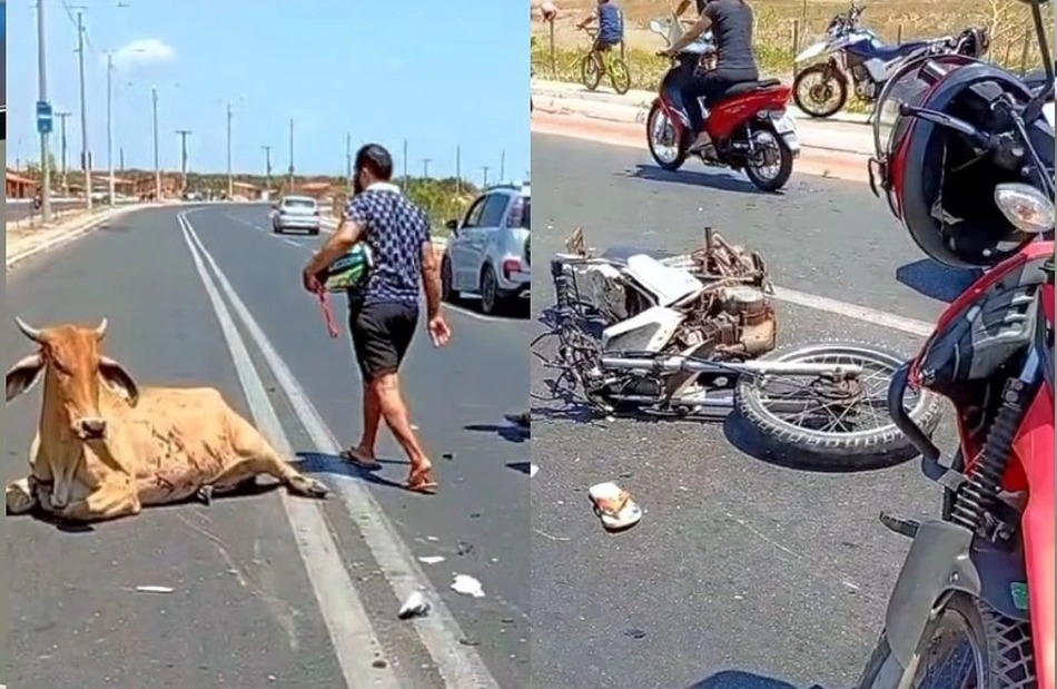 O animal foi esquartejado em via pública