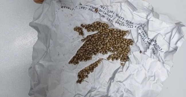 PRF prende dupla com sementes de maconha e material para plantio no Piauí