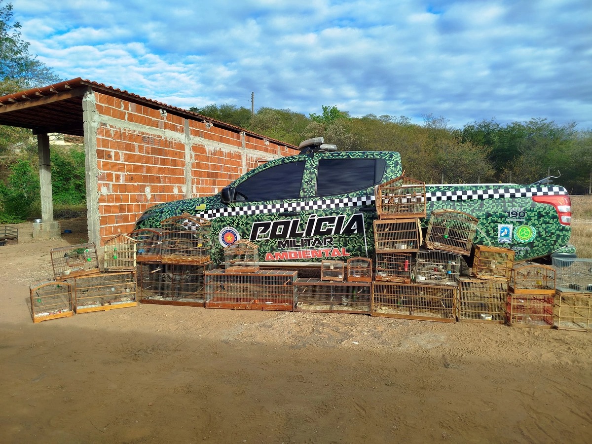 PM desarticula cativeiro e resgata 21 aves silvestres no Sul do Piauí