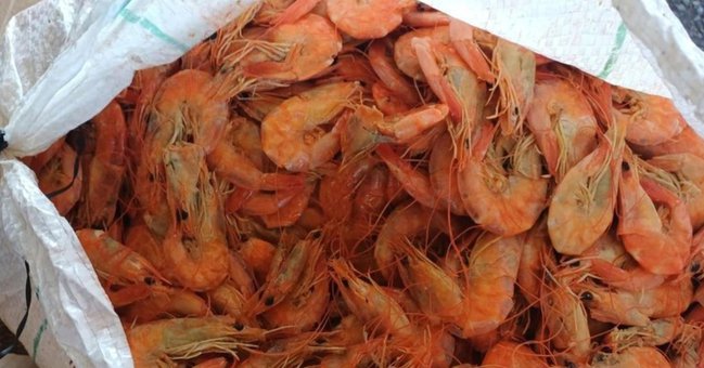 PRF apreende 1,3 tonelada de pescados na BR 343 em Piripiri