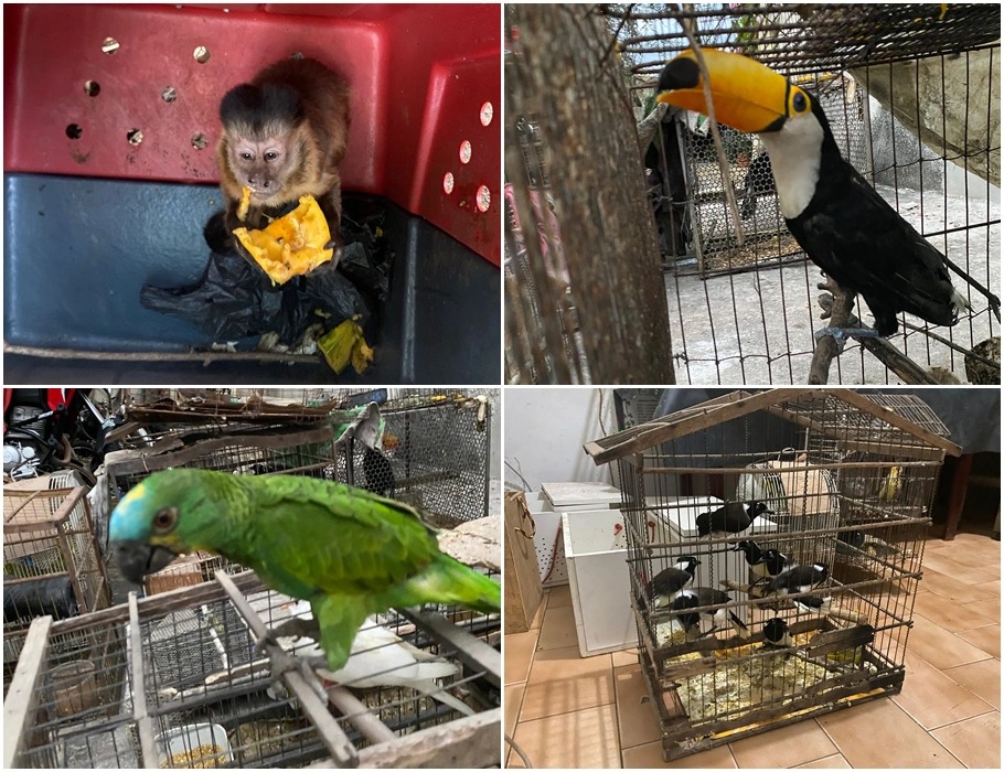Animais apreendidos durante operação